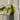 Variegated Burle Marx Philodendron thumbnail