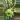 6” short Ceropegia Sandersonii thumbnail