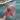 Aglaonema Beauty thumbnail
