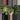 Seed grown anthurium dorayaki mbr x papillilaminum starter plant growers choice thumbnail