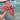 Aglaonema Beauty thumbnail