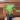 Anthurium Delta Force thumbnail