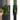 Seed grown anthurium fort Sherman x Warocqueanum starter plant growers choice thumbnail