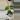 Monstera Jungle mint noid thumbnail