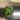 Money Tree thumbnail
