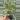 Roseopicta (Breynia Disticha) 2” pot growers choice thumbnail