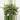 Variegated Ficus Pumila (Variegated Creeping Fig) starter plant growers choice thumbnail