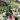 Strawberry Hibiscus starter plant growers choice thumbnail