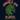 10 Pack of Alocasia Jacklyn TC thumbnail