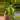 Pothos churchhill 5 node cutting add on only thumbnail