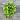 Jessenia Pothos 8 inch basket thumbnail