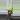 Swedish Ivy 🇸🇪 thumbnail