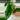 Variegated Alocasia Scalprum Corm thumbnail