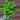 Fernando’s Fire Pothos 8 inch hanging basket thumbnail