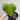 Monstera Deliciousa Flat Top thumbnail