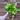 Jessenia Pothos 8 inch basket thumbnail