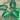 Alocasia London eye starter plant growers choice thumbnail