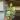 Syngonium Batik thumbnail