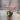 Begonia Harmonys Flame Song thumbnail