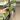 PL9396: Potsii Borneo thumbnail