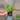 Pothos Lizard Queen Starter thumbnail