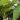 Colocasia Violet Stem starter plant growers choice thumbnail