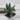 Gasteraloe hybrid thumbnail