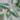 Alocasia frydek cultivar “white vein” starter plant growers choice thumbnail