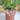 White Rabbits Foot Fern starter plant growers choice thumbnail