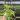 Lace Fern starter plant growers choice thumbnail