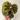 Begonia Masoniana Iron Cross starter plant growers choice RR3 thumbnail