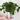 Peperomia Green Ripple starter plant growers choice thumbnail