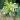 Monstera white monster starter plant growers choice thumbnail