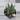Haworthia Margaritifera thumbnail