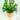 Birds Nest “Leslie” Fern starter plant growers choice thumbnail