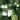 Anthurium White Heart starter plant growers choice thumbnail