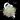 Platycerium Willinckii Dwarf Bacteria thumbnail