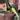Alocasia Bambino Aurea thumbnail