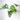 Philodendron African fantasy starter plant growers choice thumbnail