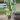 Monstera Medusa thumbnail