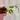 Philodendron Rio thumbnail