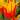 ‘Fire Wings’ Vibrant Yellow & Red Tulip Bulbs 5 pack thumbnail