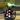 Asarum delavayi starter plant growers choice thumbnail