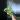 Monstera adonsonii mint variegated thumbnail