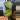 Philodendron mcdowell thumbnail