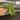 Philodendron Verrucusom mini starter plant growers choice thumbnail