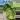Monstera Electro Light thumbnail
