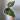 Anthurium Radicans x Lux thumbnail