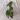 Syngonium Aurea - Grower’s Choice thumbnail