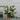 Calathea White Fusion - White Fusion Calathea thumbnail